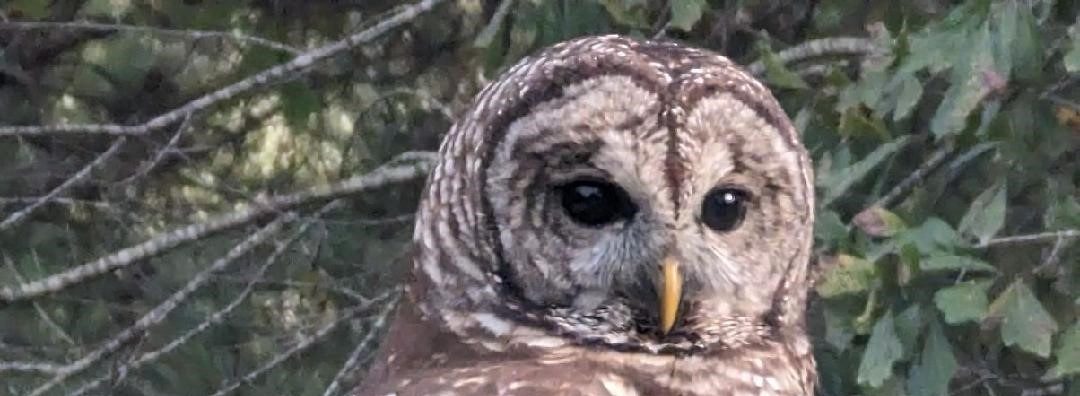 Bottomland Camo-Loden Vertical Logo Patch Hat